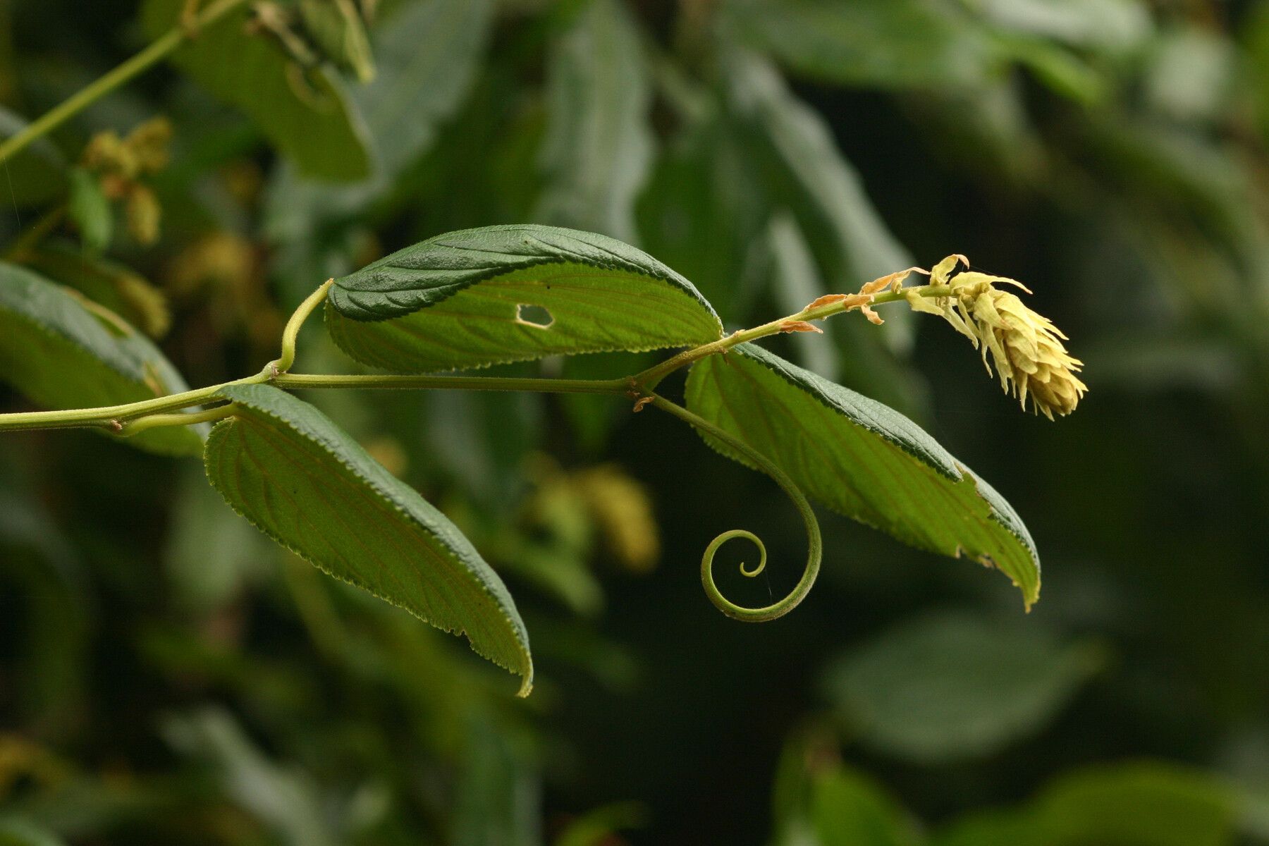 Gouania longispicata — search result for 'Gouania'