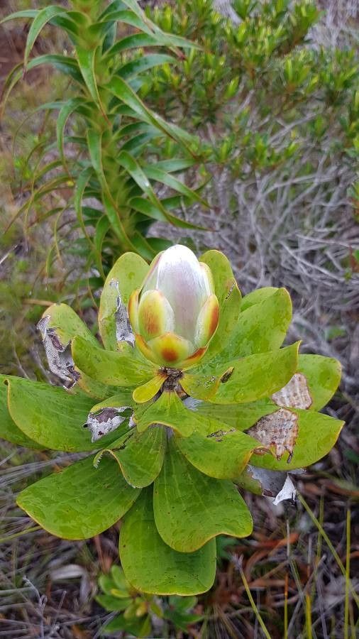 Melaleuca dawsonii flower