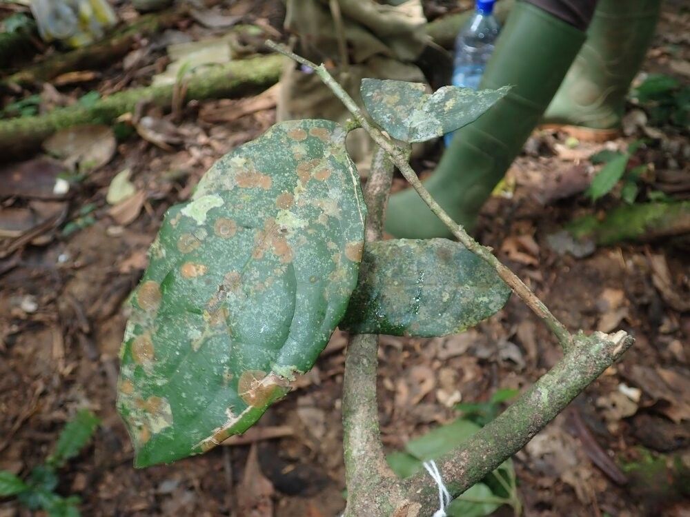 Drypetes verrucosa — houseplant care guide