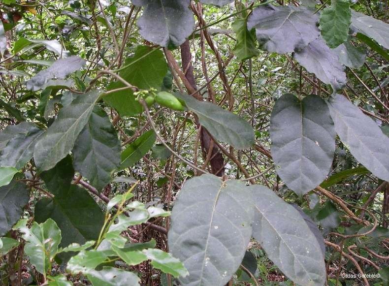 Leichhardtia dognyensis habit