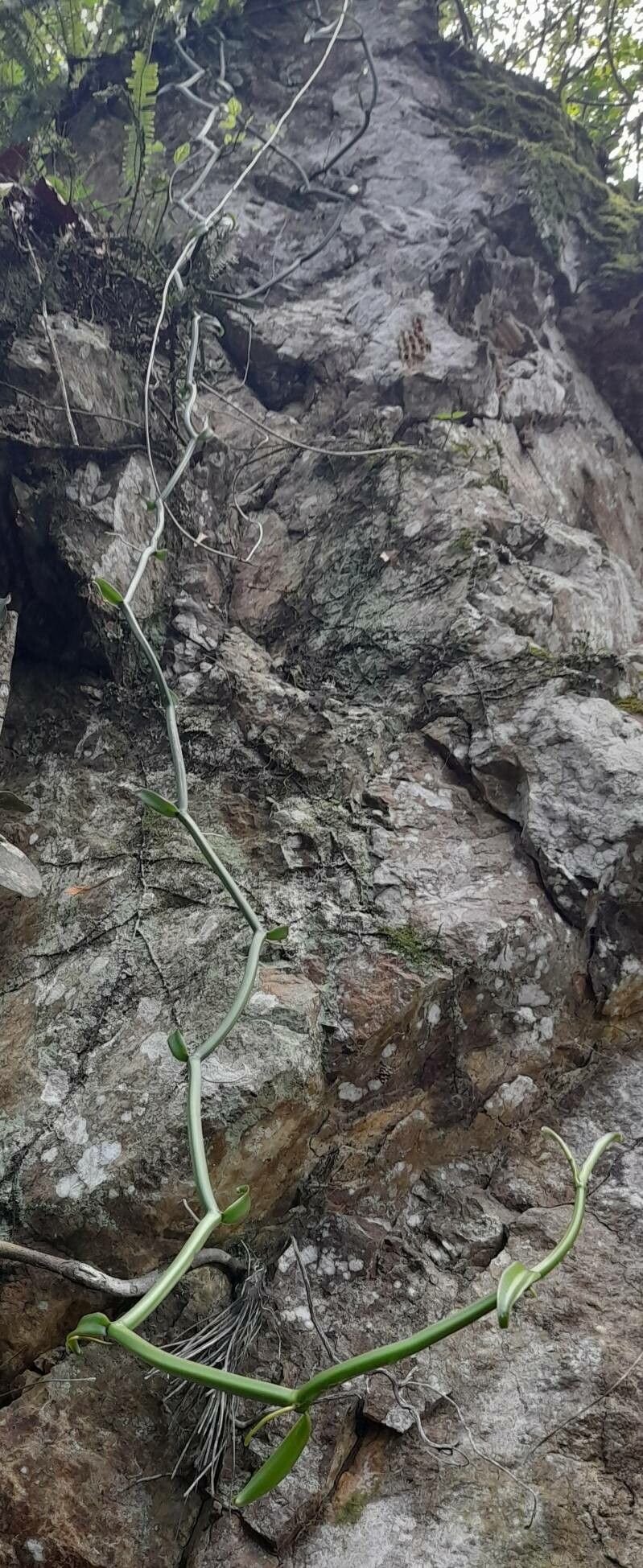 Vanilla barbellata habit