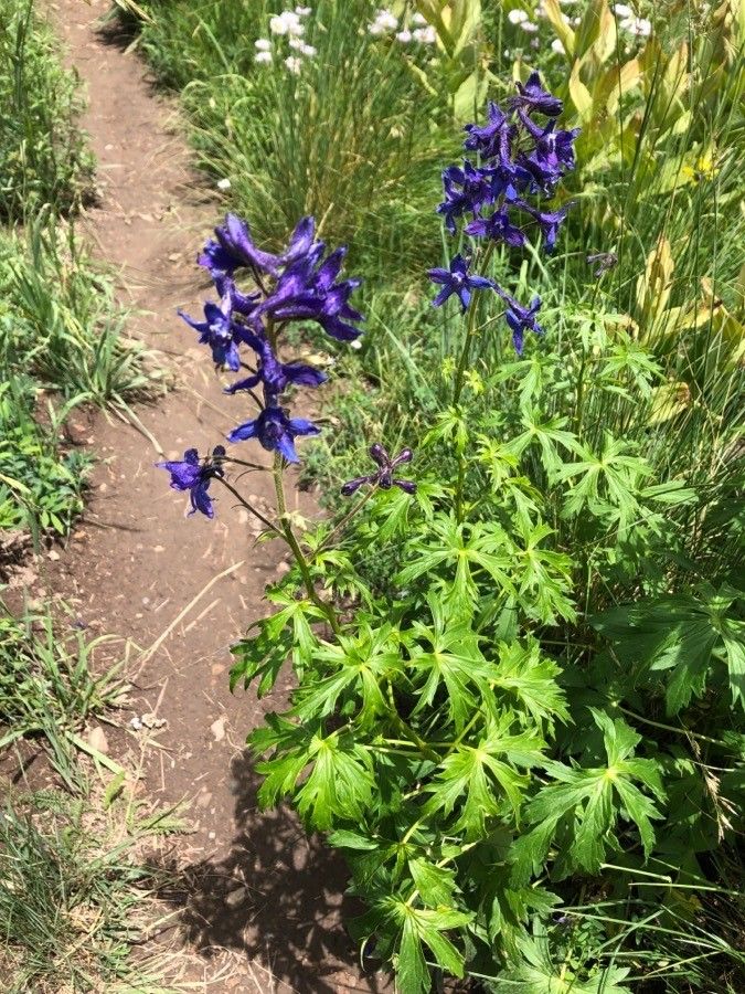 Delphinium barbeyi — search result for 'Delphinium'