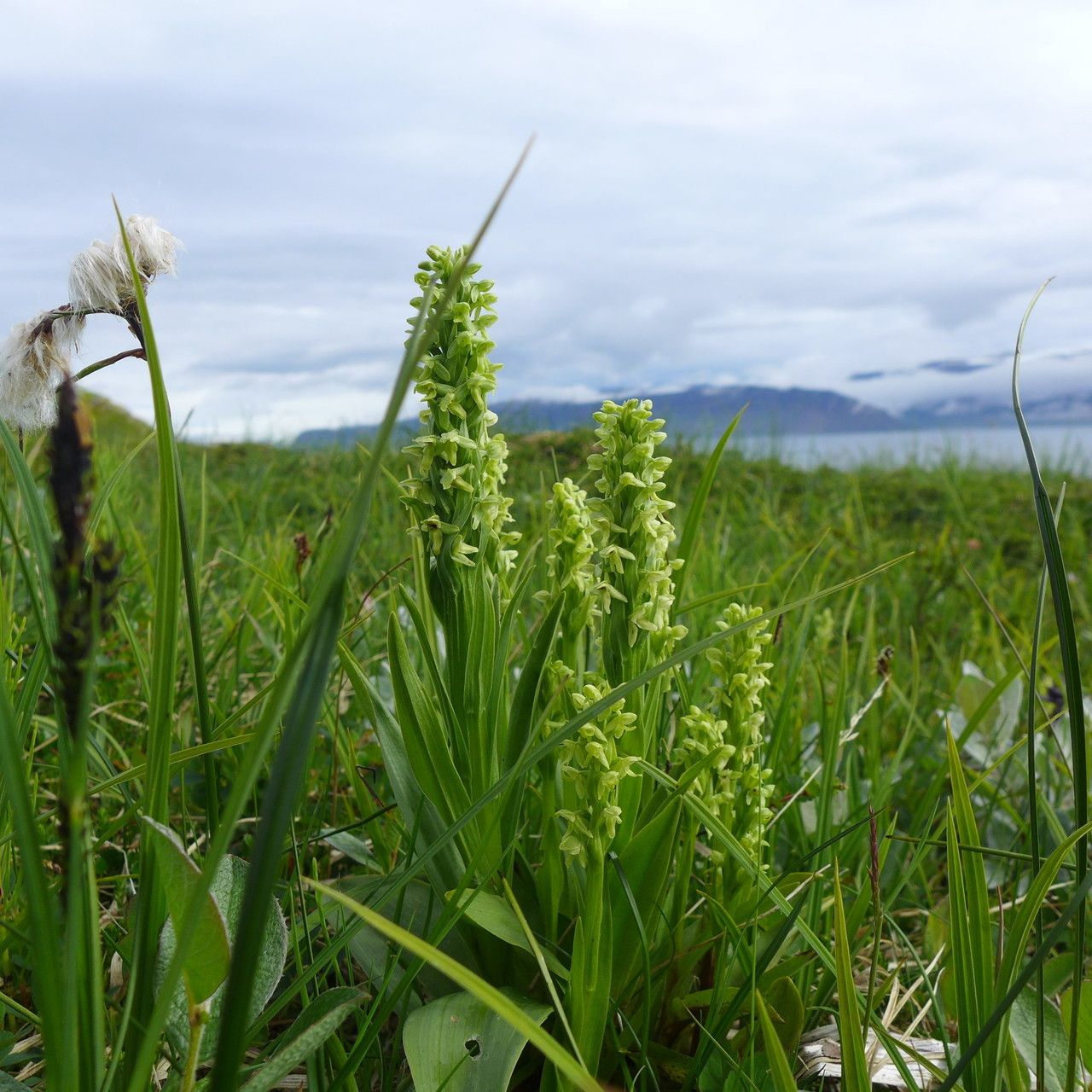Platanthera flava habit