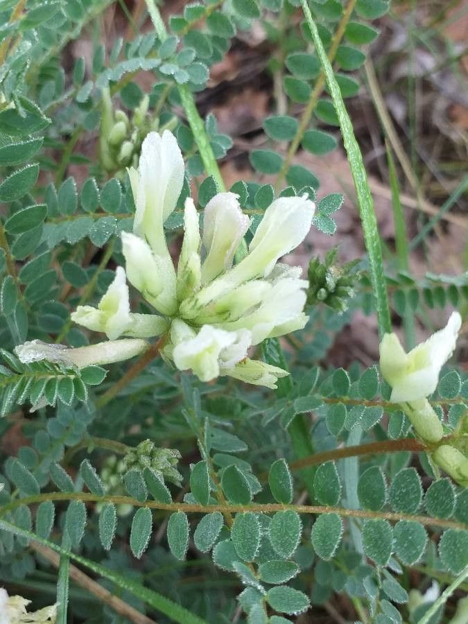 Astragalus hamosus flower