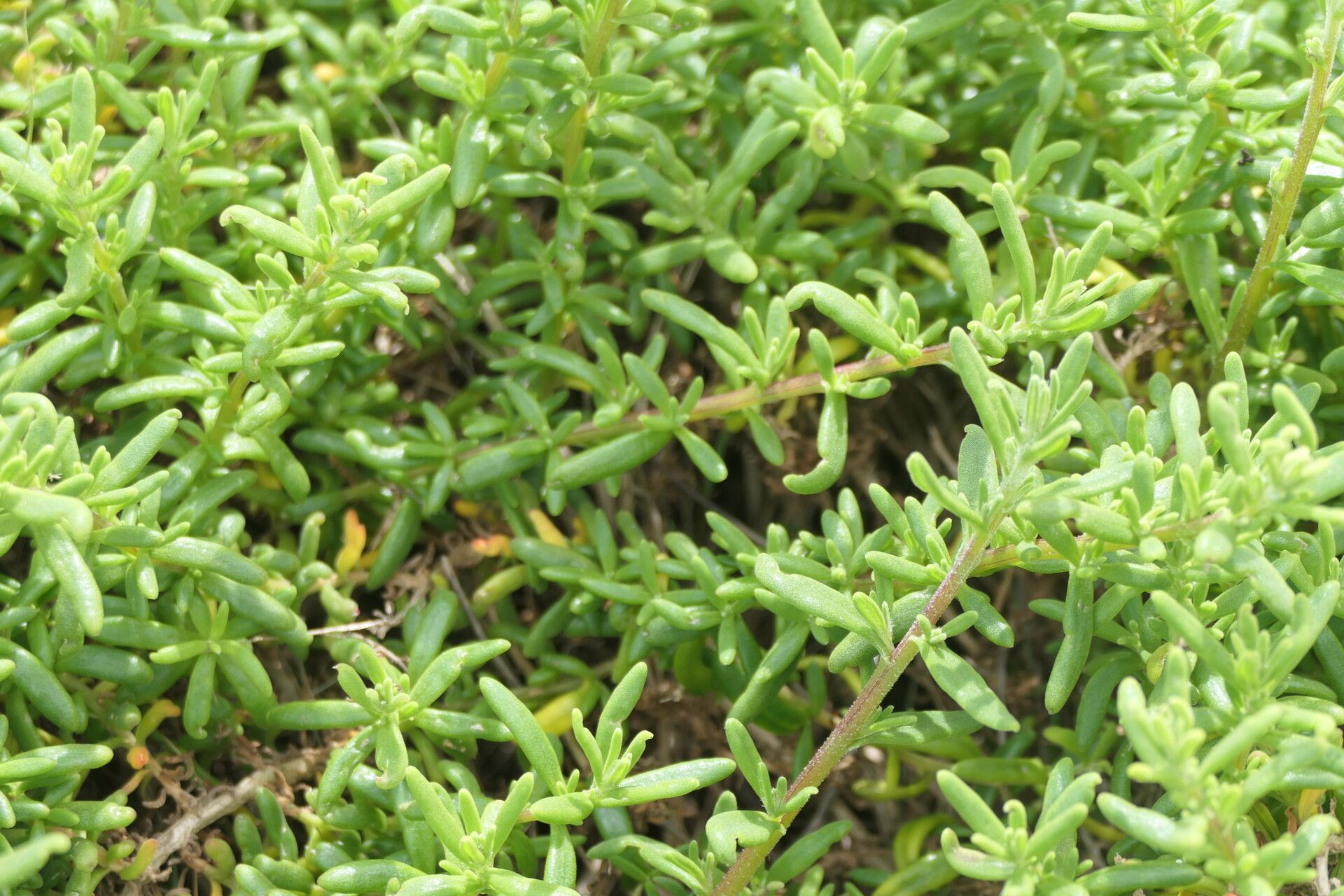 Tetragonia fruticosa — search result for 'Aizoaceae'