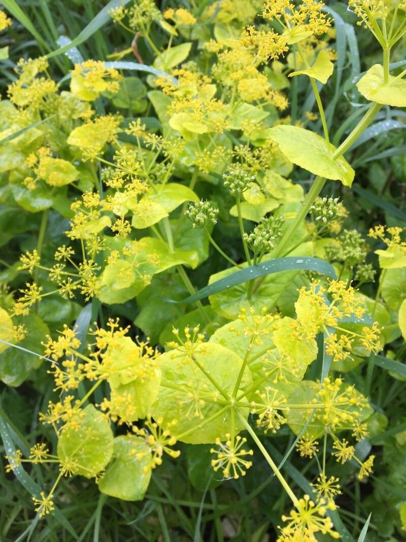 Bupleurum glumaceum — search result for 'Bupleurum'