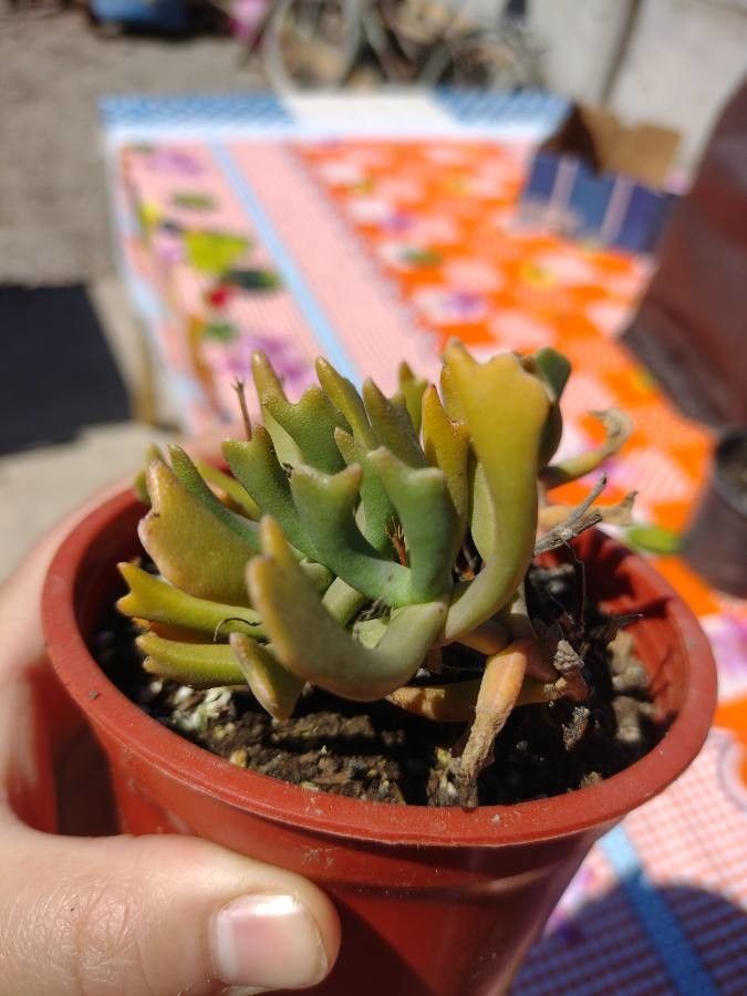 Rhombophyllum dolabriforme flower