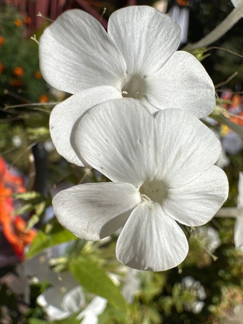 Linanthus dichotomus — search result for 'Phlox'