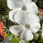 Linanthus dichotomus