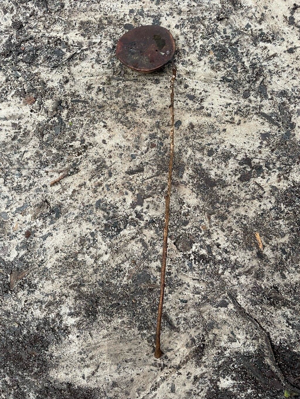 Sindora klaineana fruit