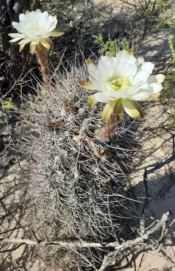 Echinopsis leucantha habit