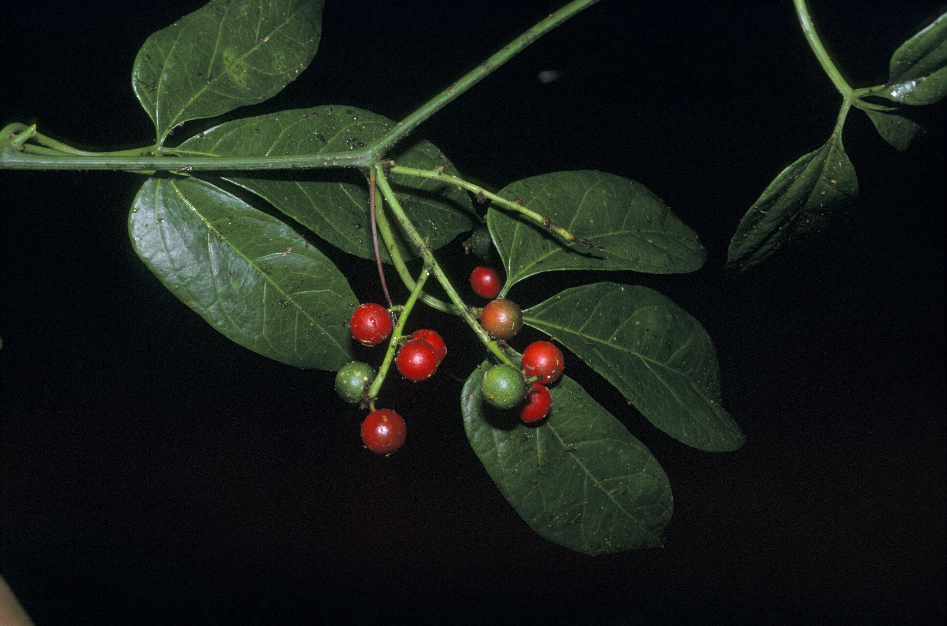Psiguria triphylla fruit