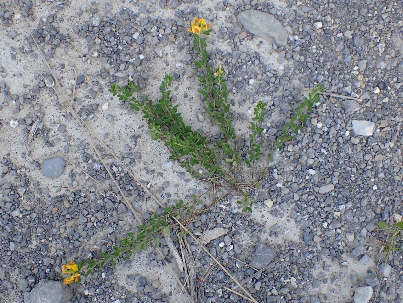 Argyrolobium biebersteinii habit