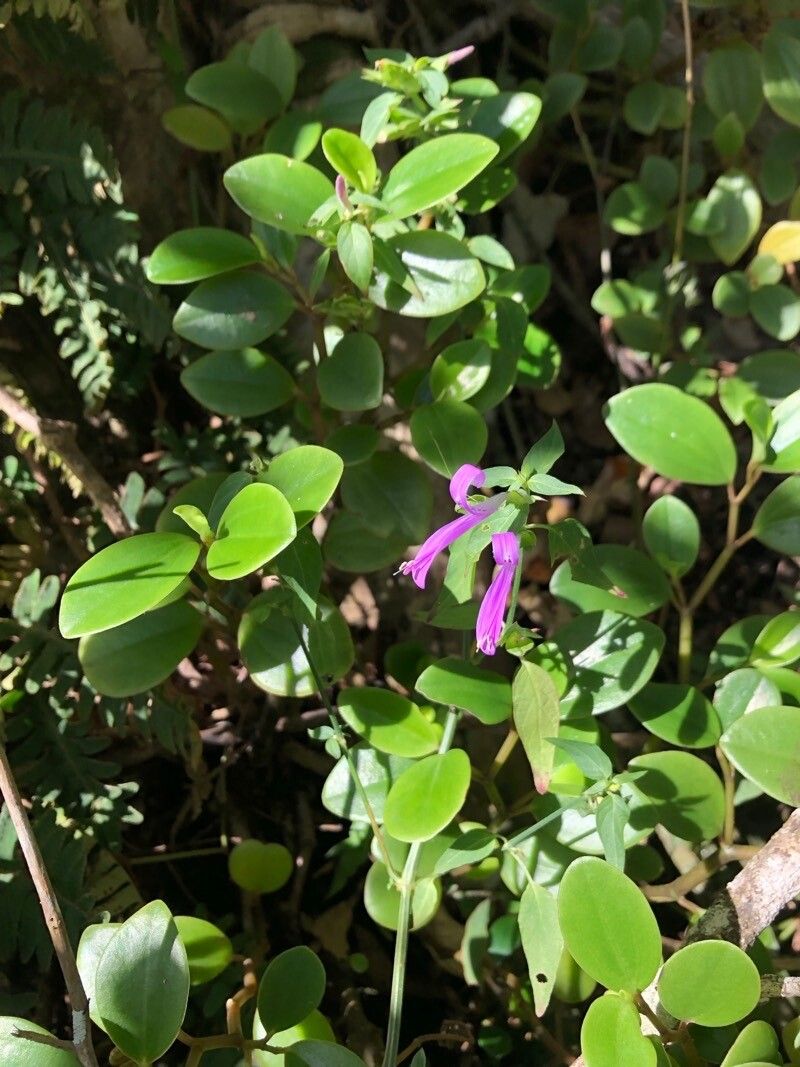 Dianthera sessilis flower