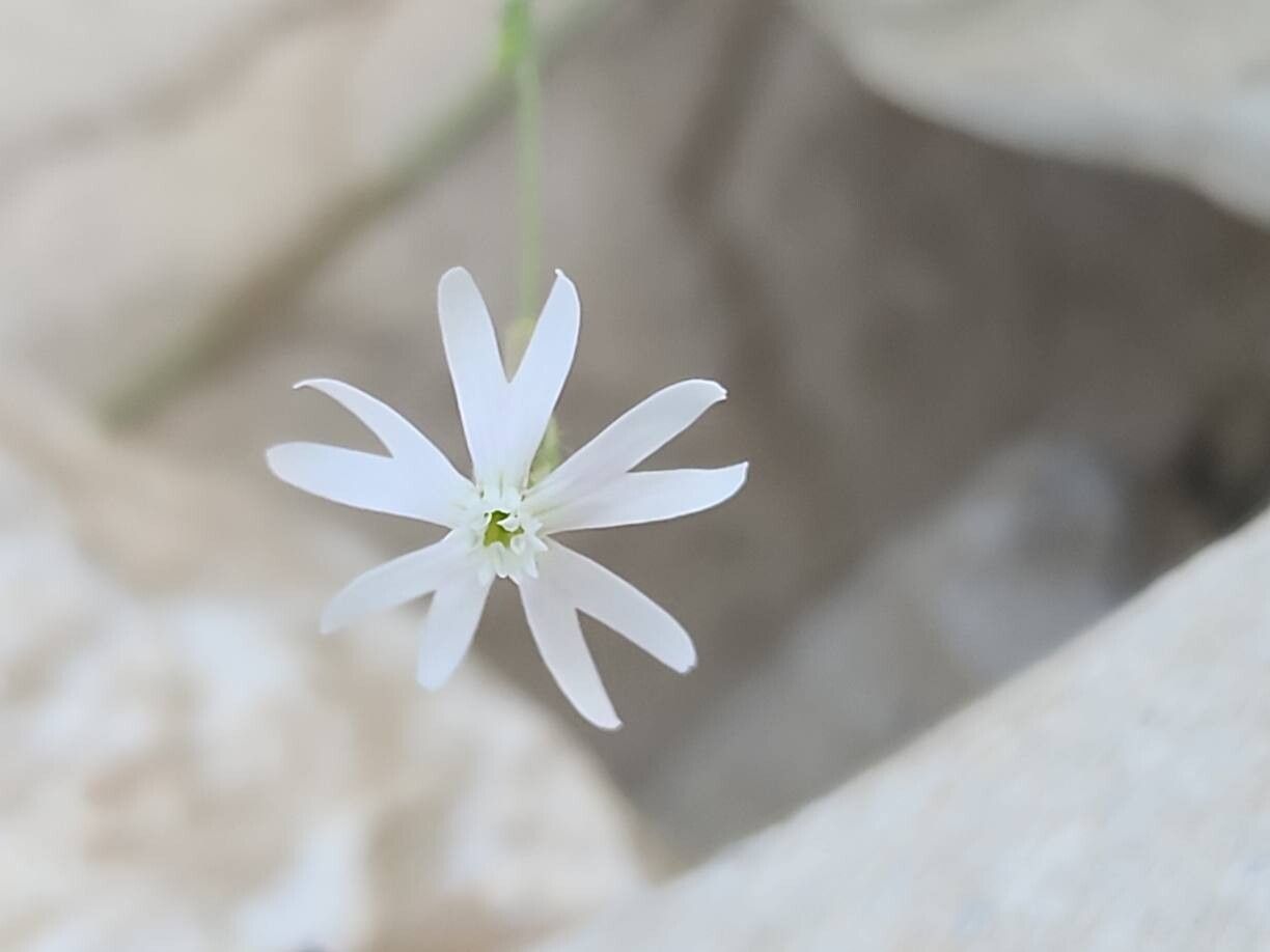 Silene chaetodonta flower