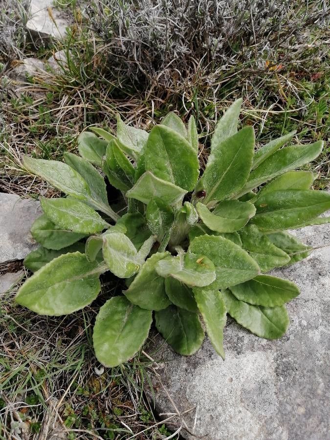 Senecio gerardi leaf
