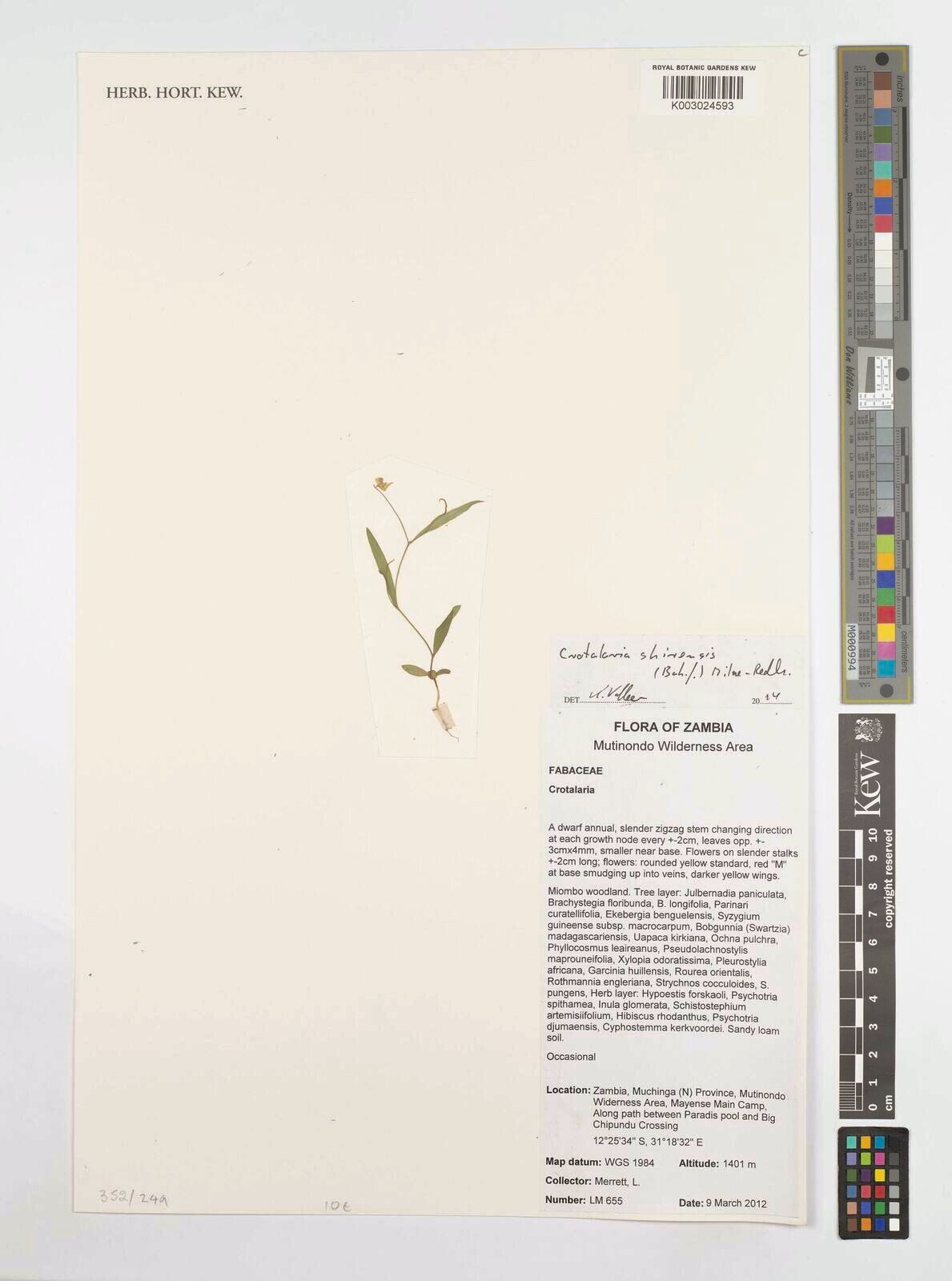 Crotalaria shirensis — houseplant care guide