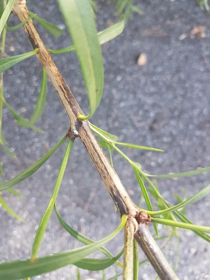 Freylinia lanceolata bark