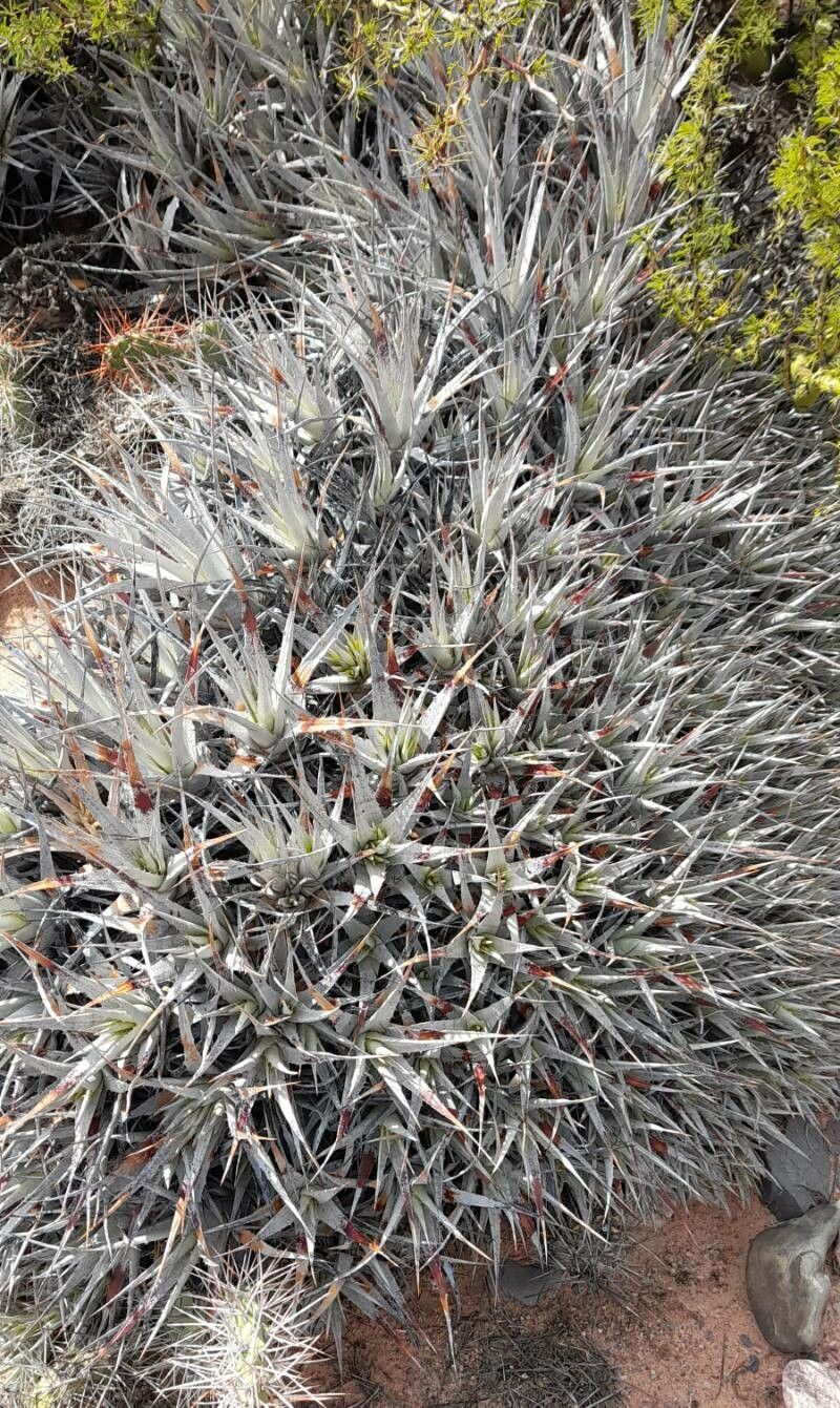 Deuterocohnia strobilifera habit