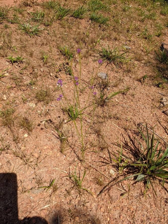 Polygala longicaulis habit
