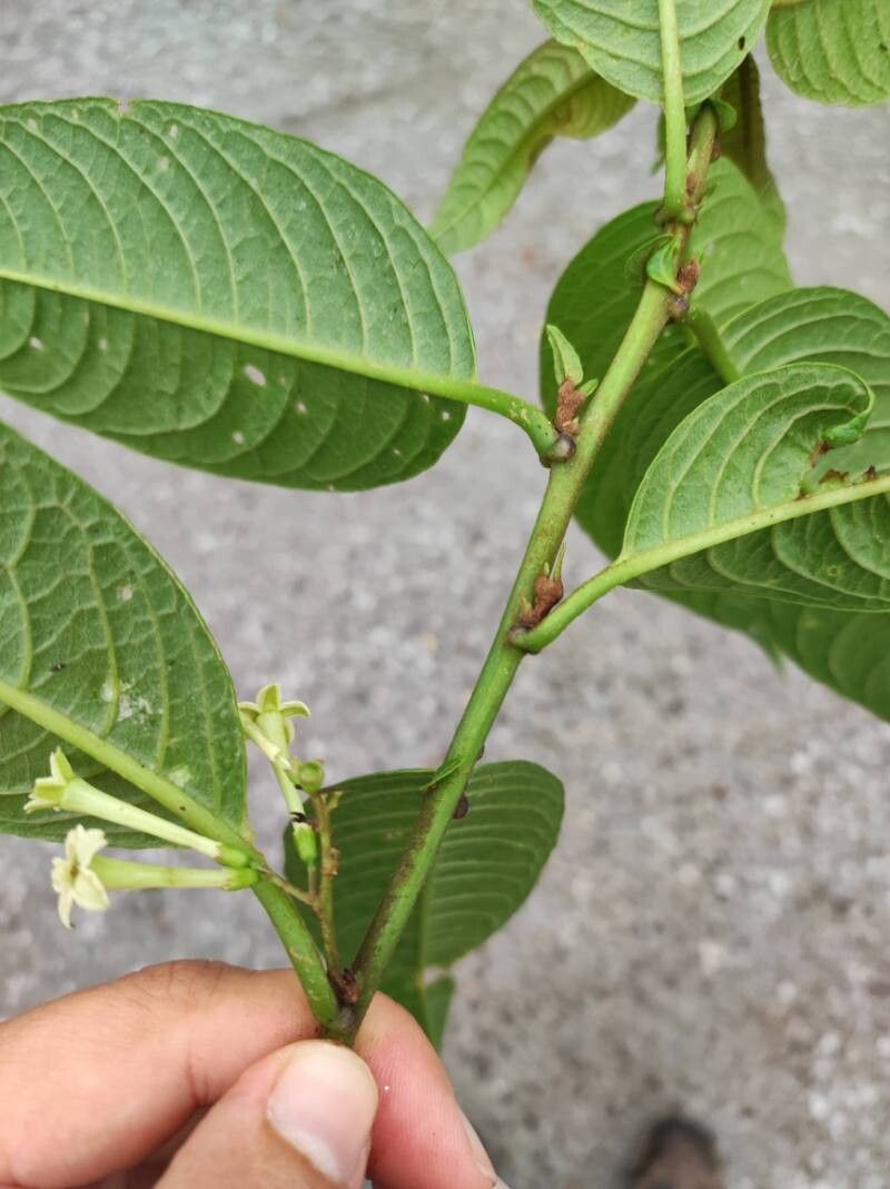 Cestrum rugulosum — search result for 'Cestrum'