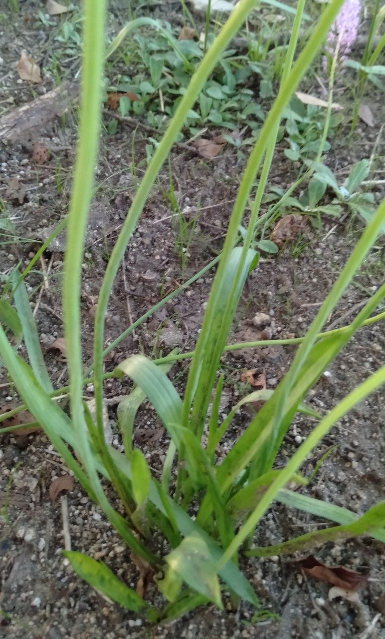 Barnardia japonica leaf
