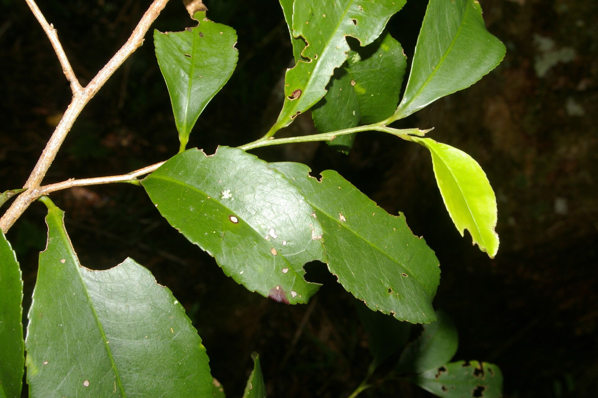 Cleyera theaeoides — related species from the same genus