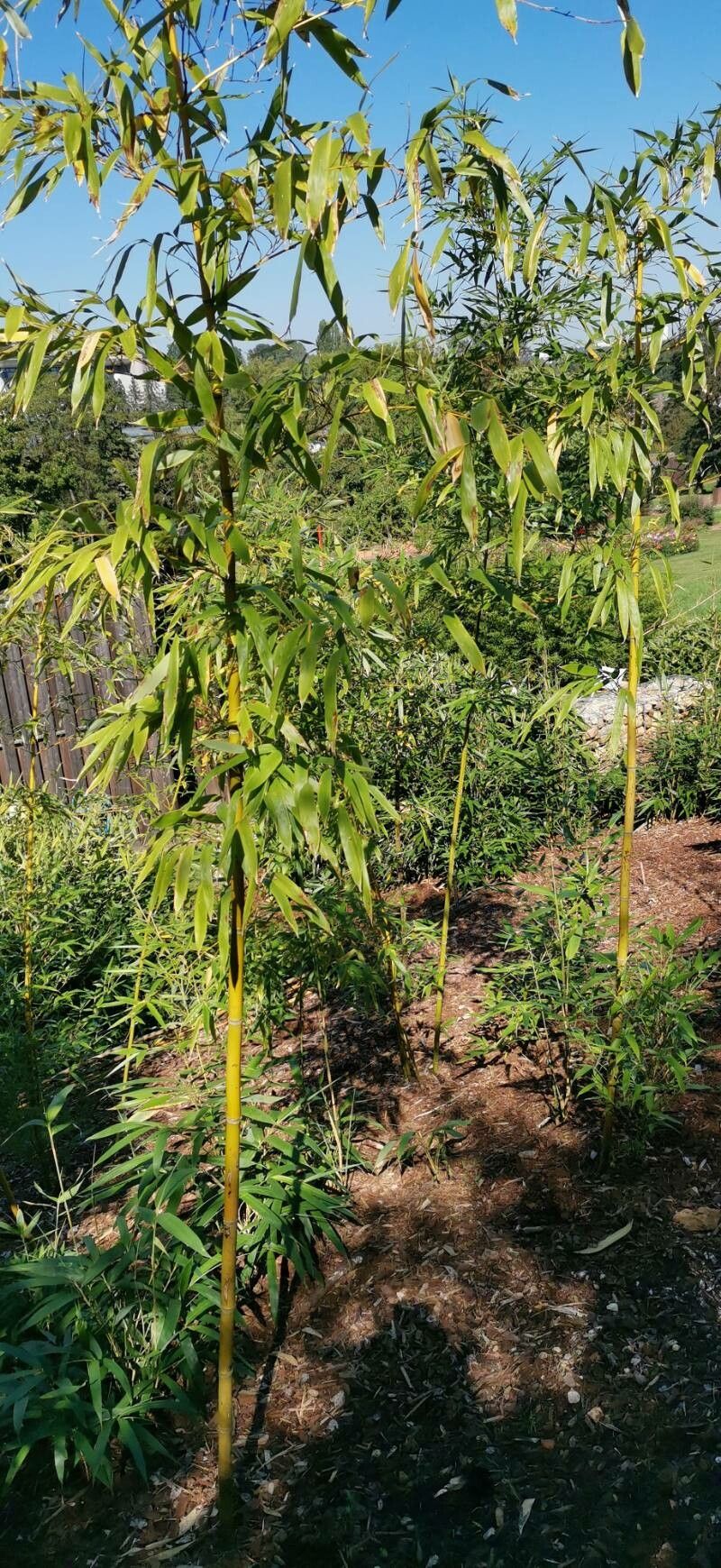 Phyllostachys violascens habit