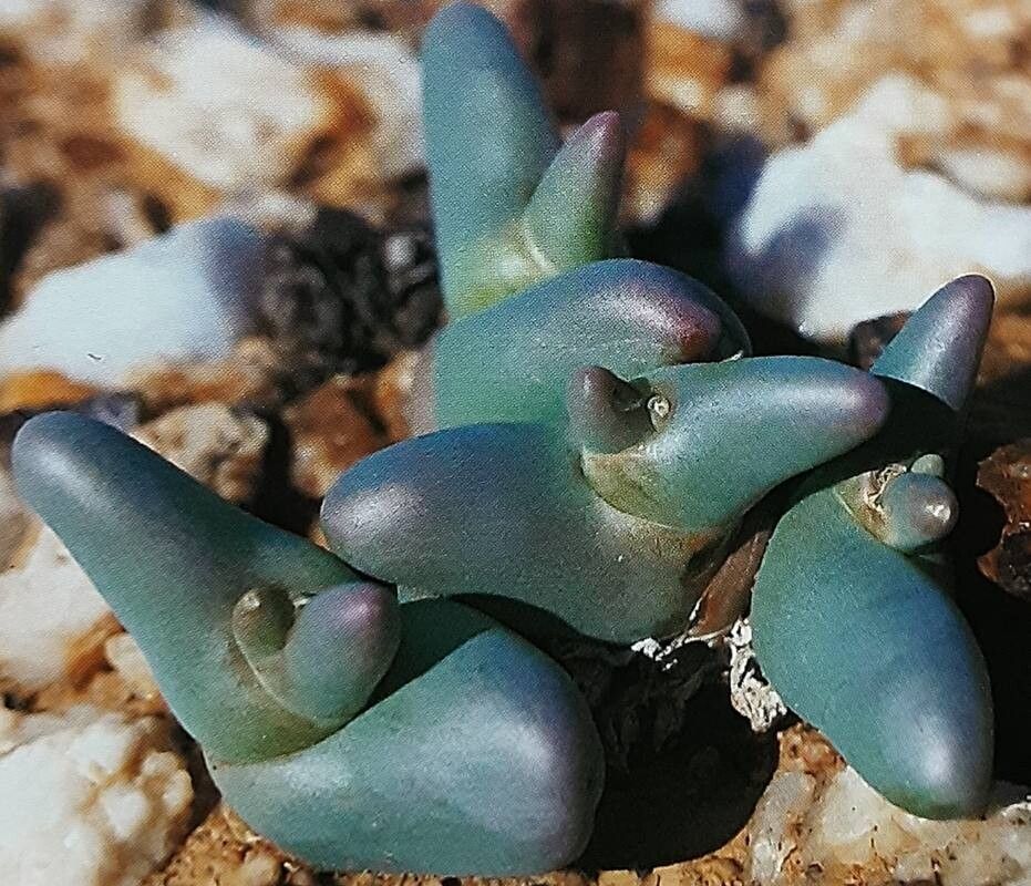 Mesembryanthemum digitatum — search result for 'Mesembryanthemum'