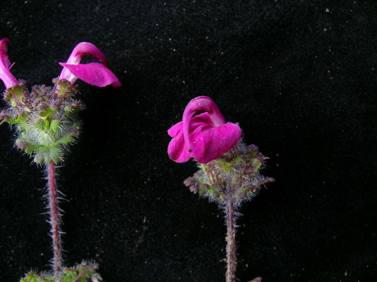 Pedicularis confertiflora — houseplant care guide