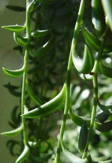 Crassothonna capensis — houseplant care guide