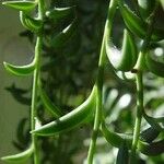 Crassothonna capensis