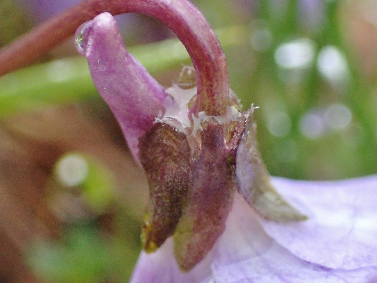 Viola thomasiana habit