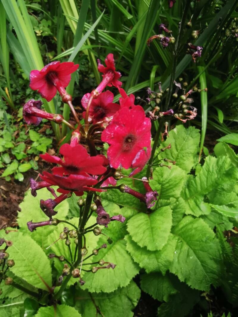 Primula japonica flower