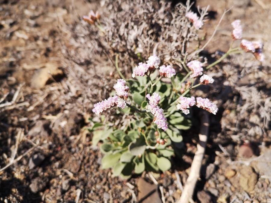 Limonium pectinatum flower