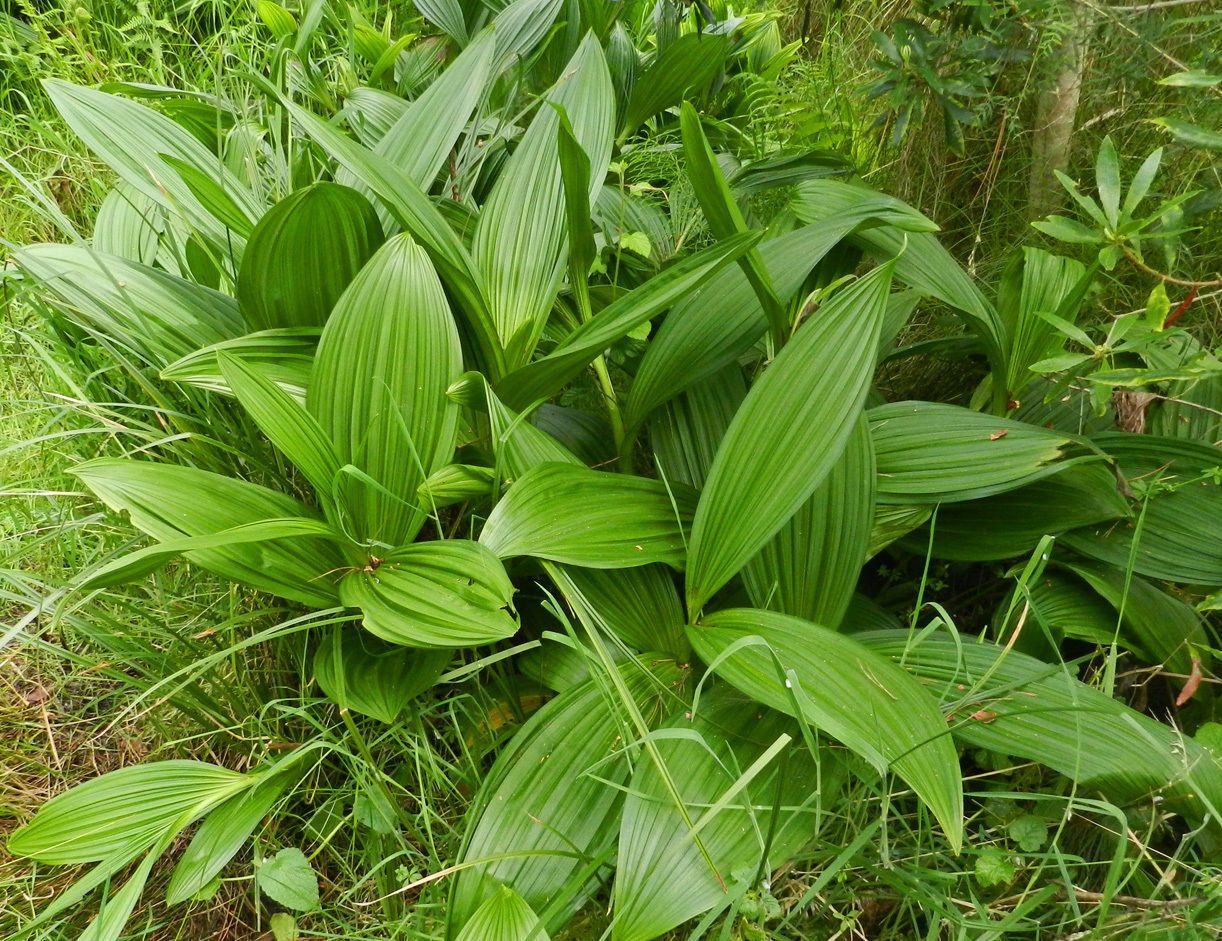 Veratrum fimbriatum habit