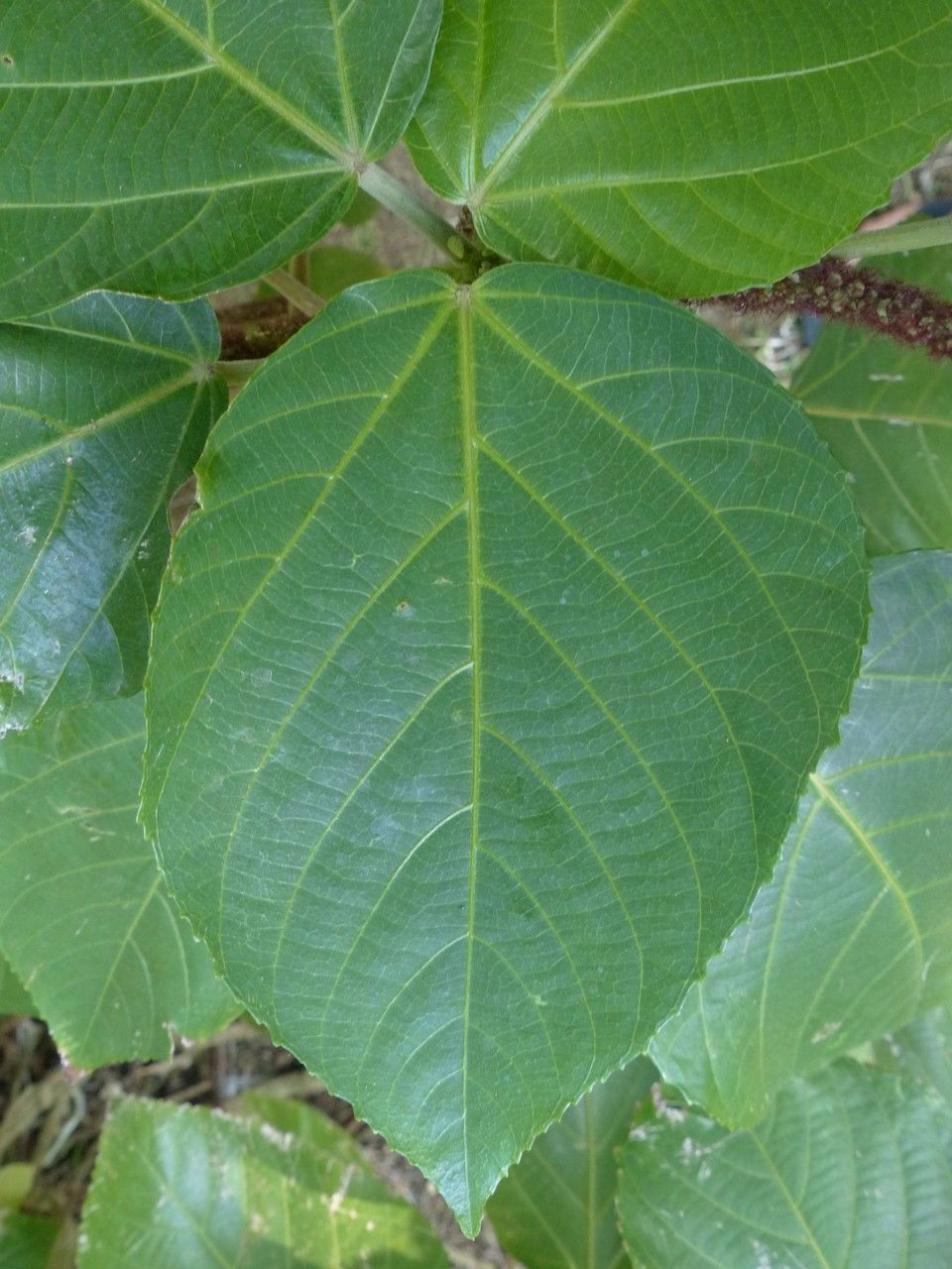 Acalypha hispida leaf