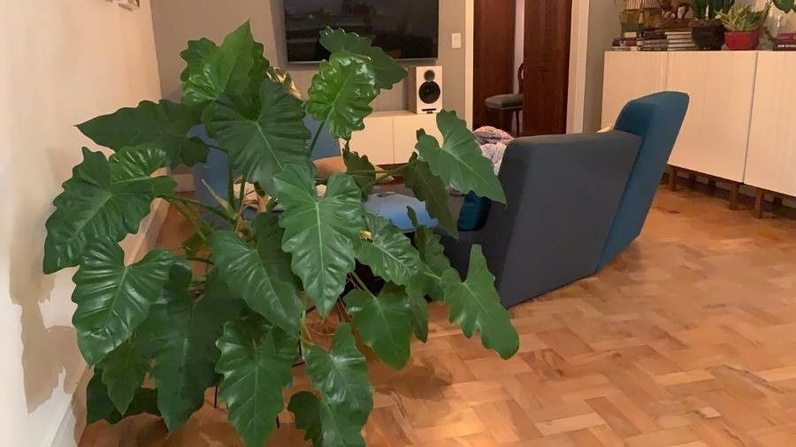 Philodendron speciosum leaf