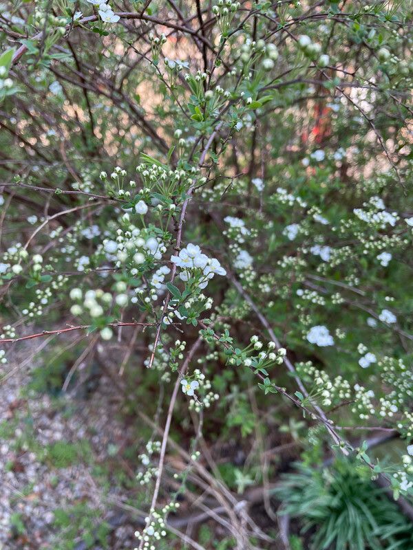 Spiraea prunifolia