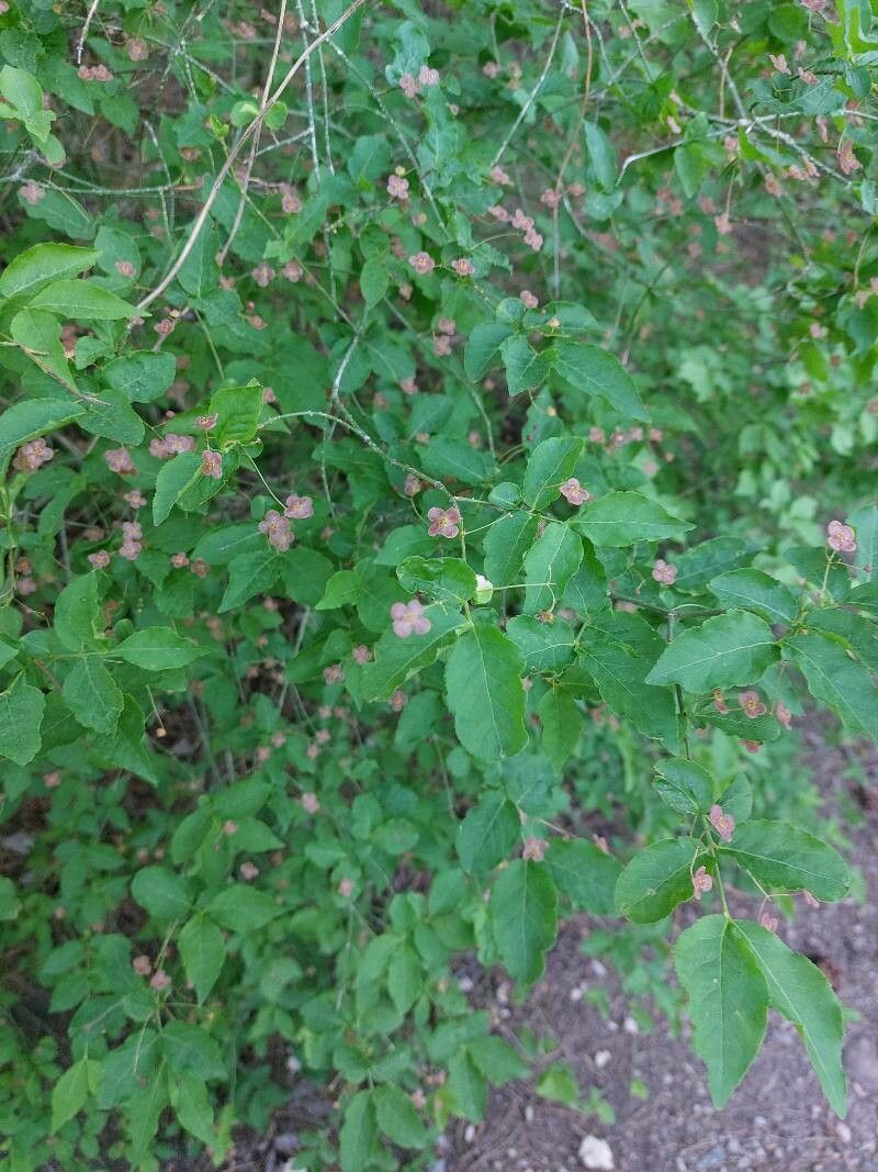 Euonymus verrucosa leaf