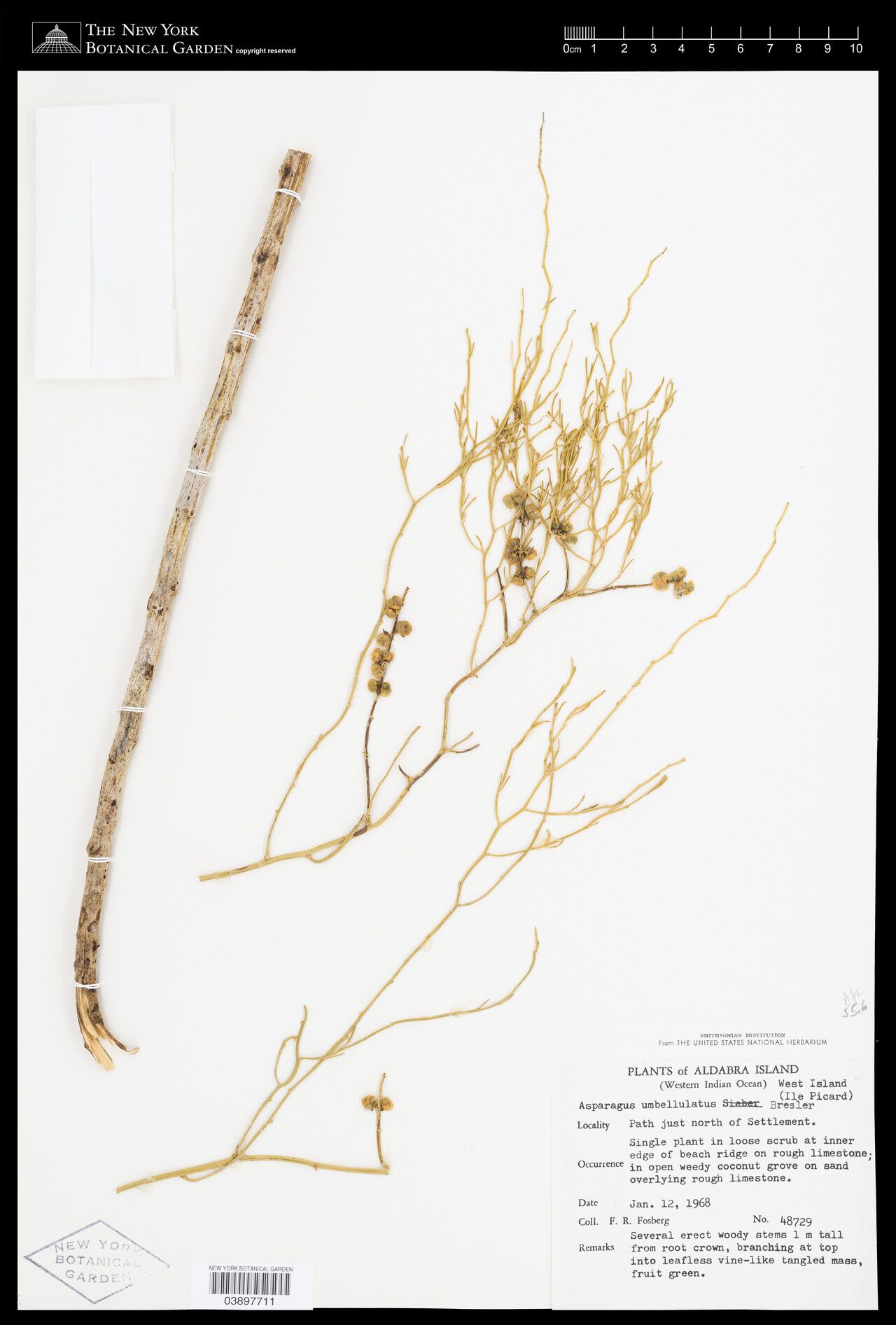 Asparagus umbellulatus — houseplant care guide