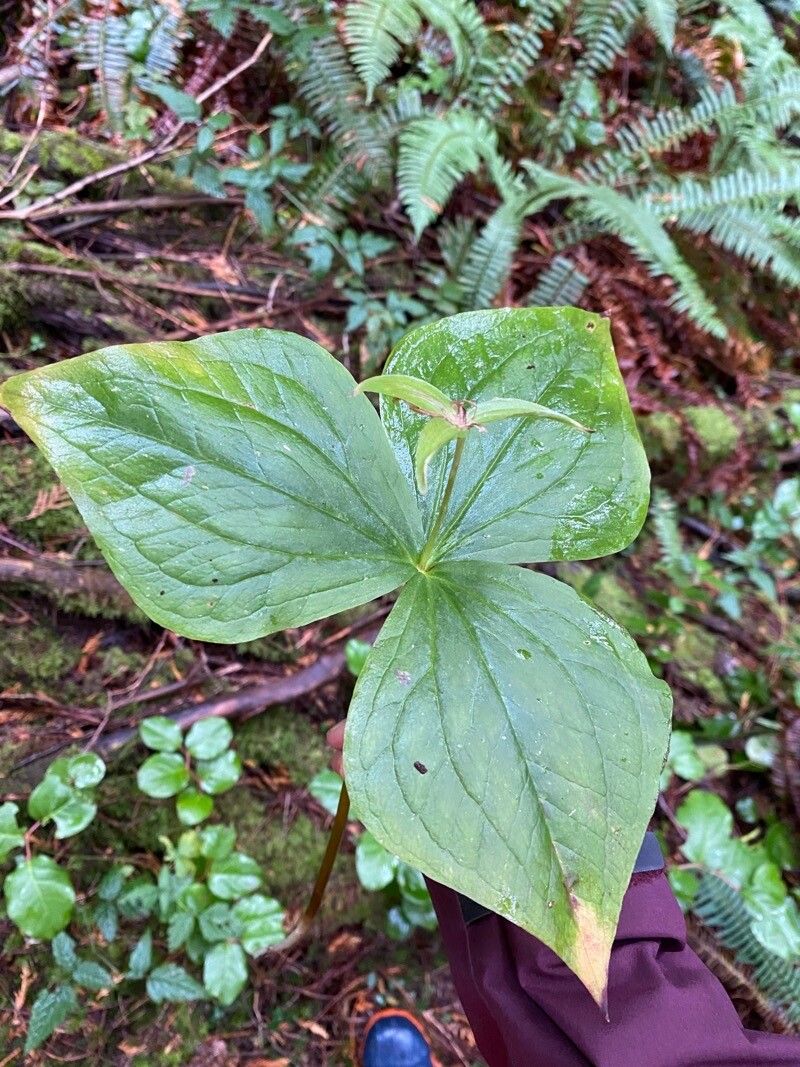 Trillium ovatum leaf