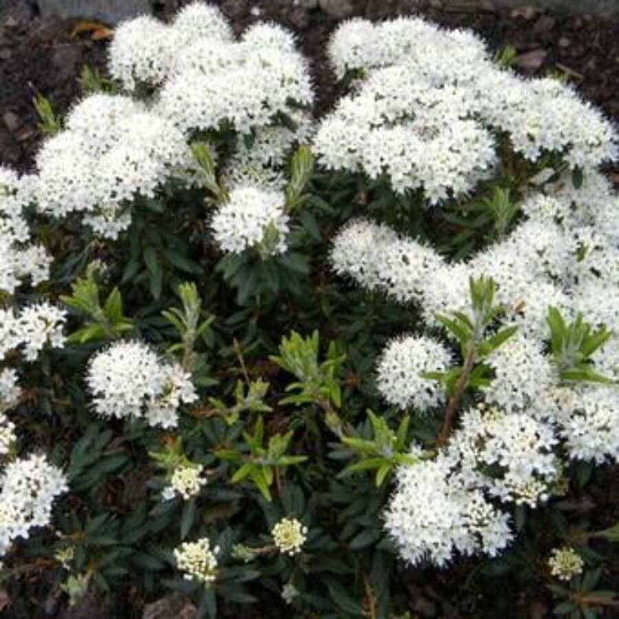 Ledum groenlandicum flower
