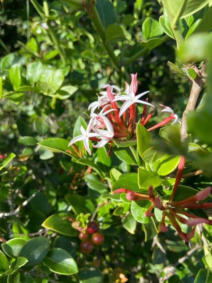 Carissa spinarum leaf