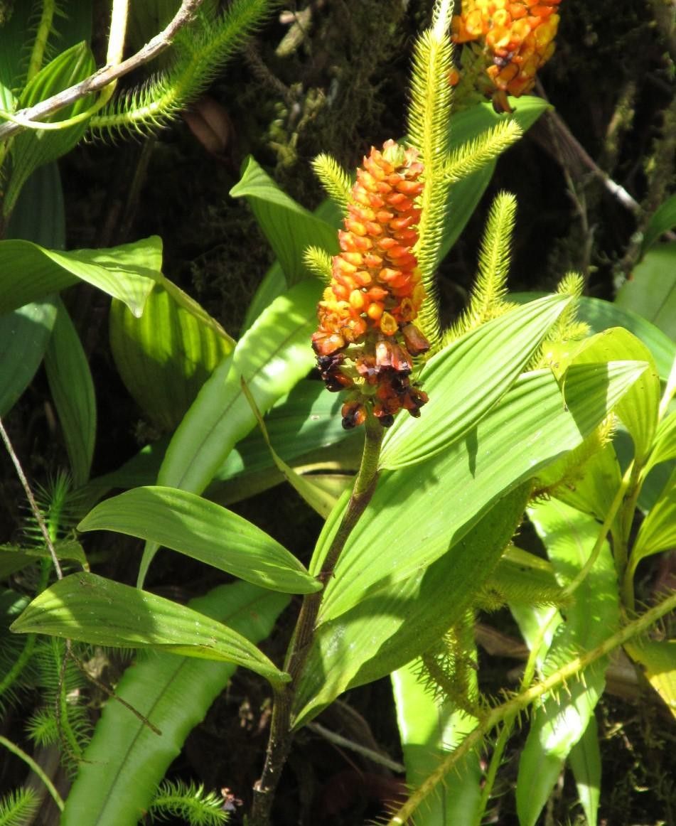 Elleanthus hymenophorus other