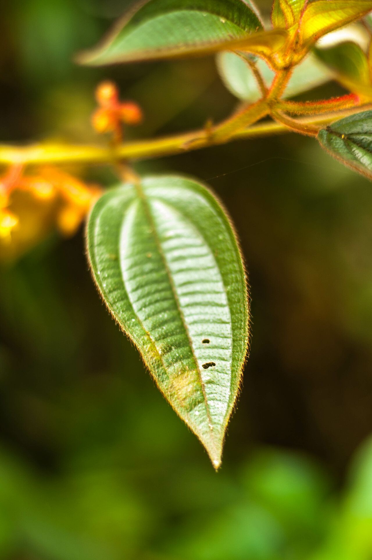 Miconia leamarginata — houseplant care guide