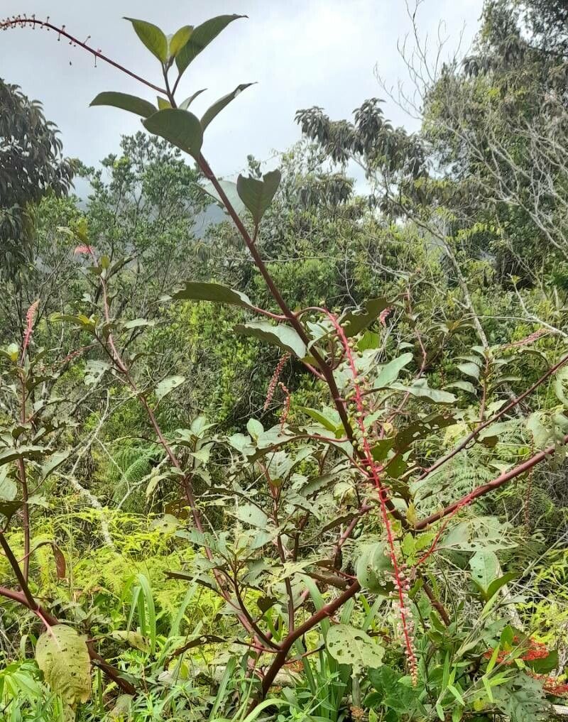 Phytolacca rivinoides habit