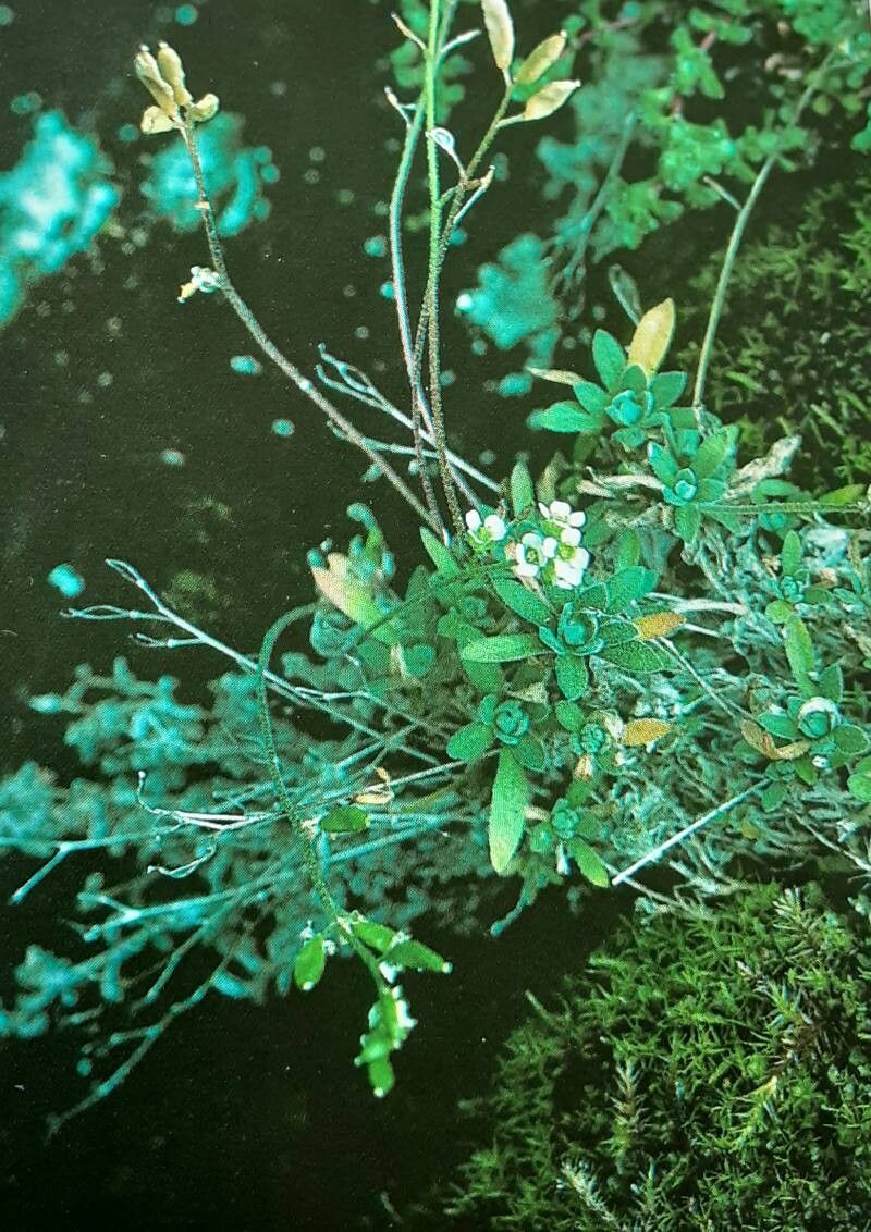 Draba nivalis — houseplant care guide
