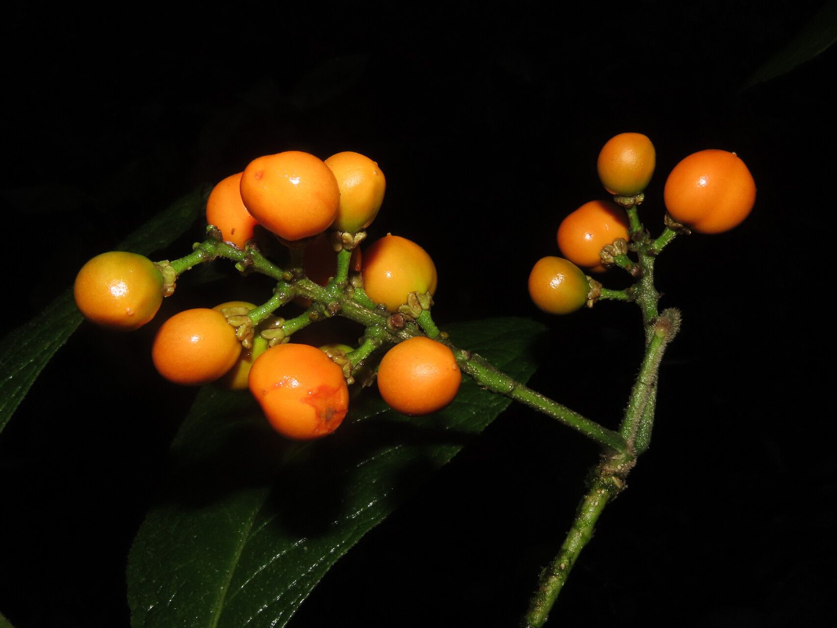 Bunchosia macrophylla fruit