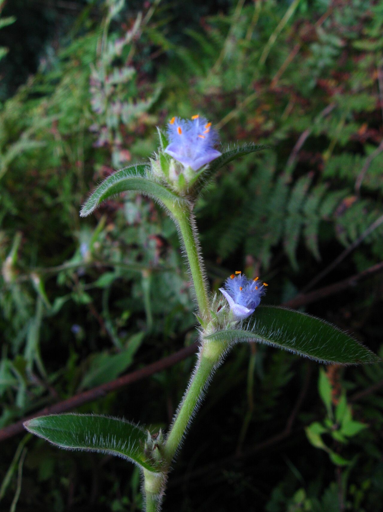 Cyanotis arachnoidea flower
